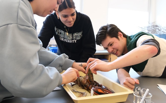 students dissecting a lobster in lab