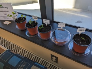 Plants in the windowsill